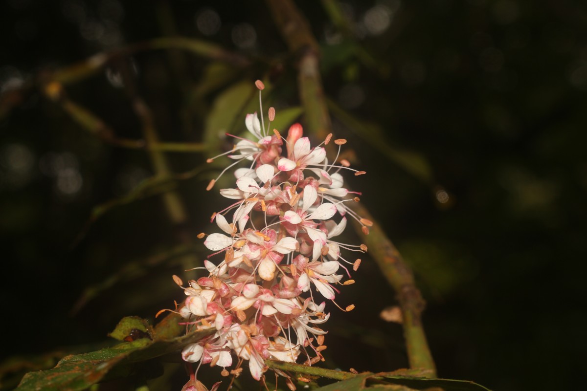 Humboldtia laurifolia Vahl